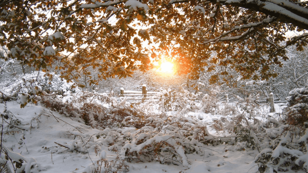 Winter Whispers