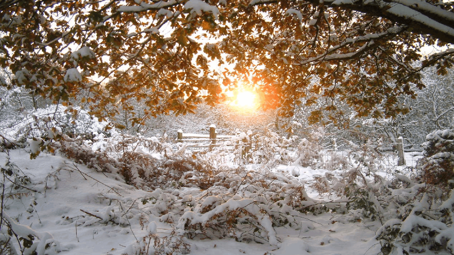 winter whispers